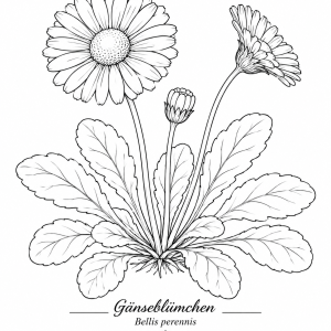 Gänseblümchen mit Schrift ChatGPT Image 22. Juni 2026, 13_38_43